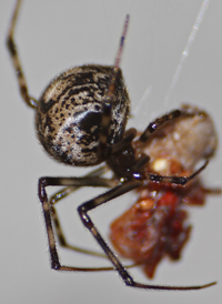 Common House Spider